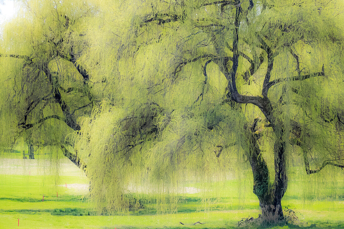 USA, Washington State, Medina Spring Greens Weidenbaum