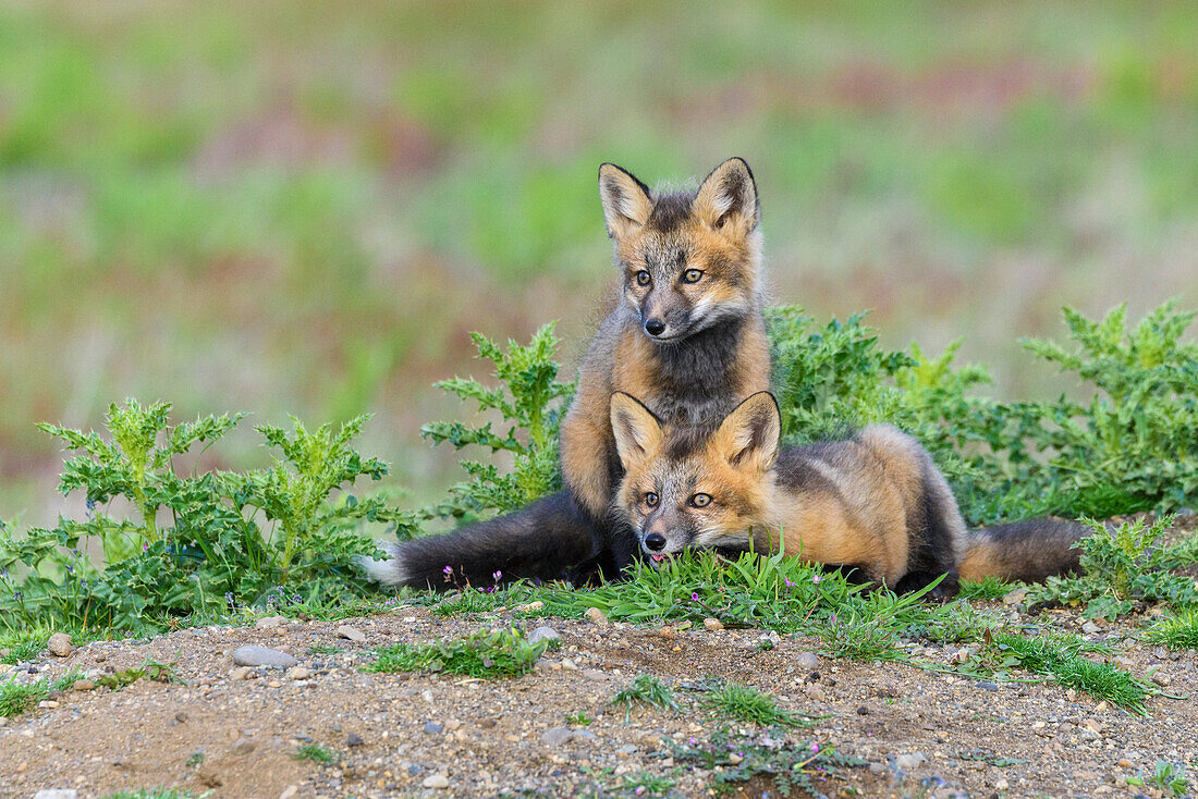 USA, Washington State. Red fox kits.