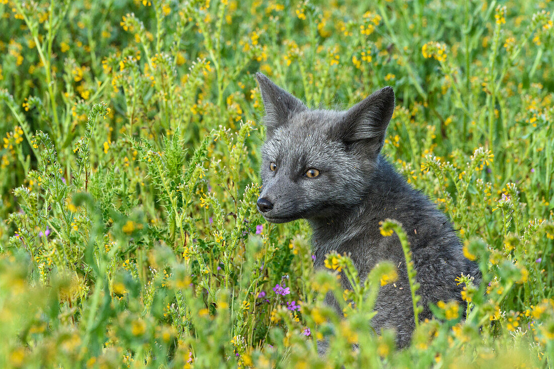 USA, Washington State. Red fox kit.