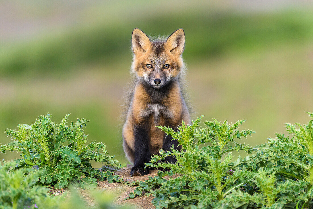 USA, Washington State. Red fox kit.