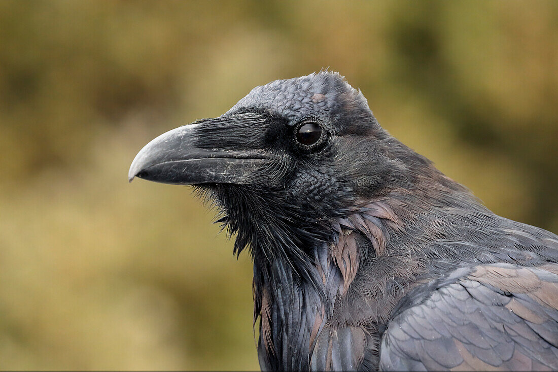 Close-up portrait of a Raven, Yellowstone National Park, Wyoming