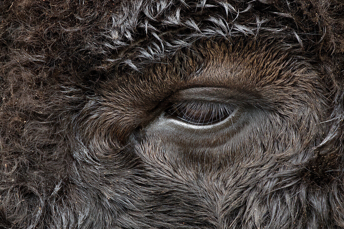 Close-up Portrait von American Bison, Yellowstone National Park, Wyoming