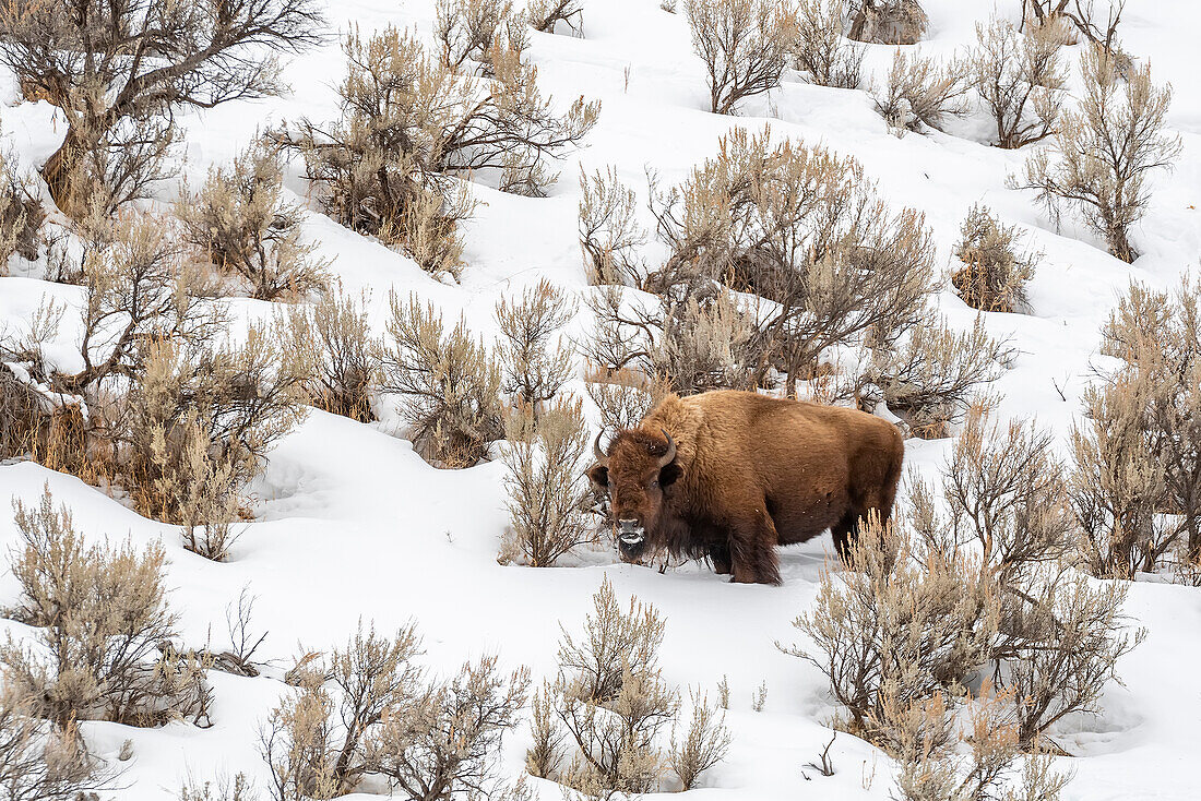 USA, Wyoming, Yellowstone National Park. Bison in snow