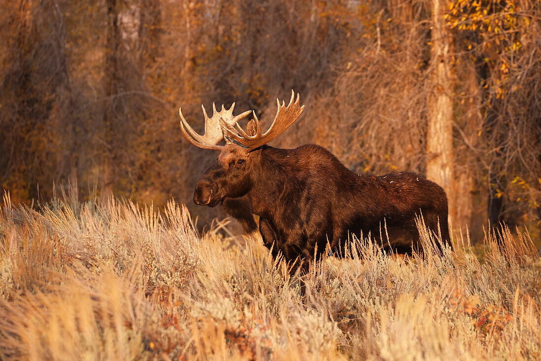 Bull moose in autumn, Grand Teton National Park, Wyoming