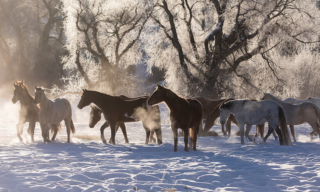Ausritt im Winter auf Hideout Ranch, Shell, Wyoming. Kalter Morgen mit Pferdeherde mit Nebel und Frost