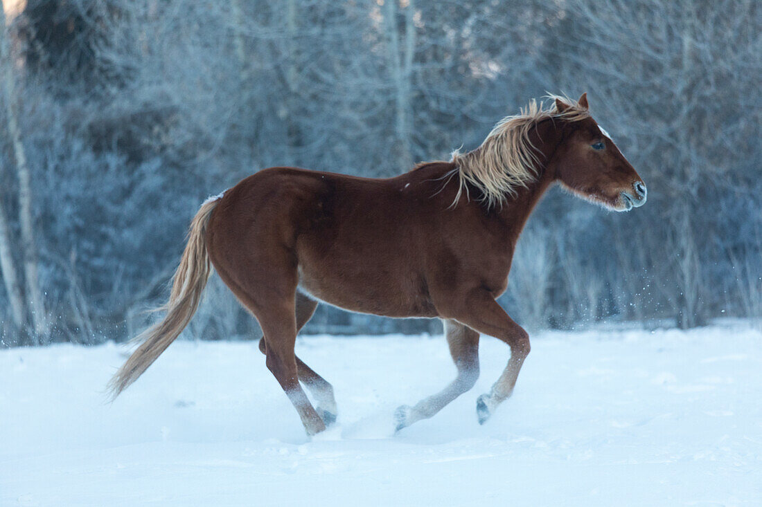 Ausritt im Winter auf Hideout Ranch, Shell, Wyoming. Pferde, die im Schnee laufen