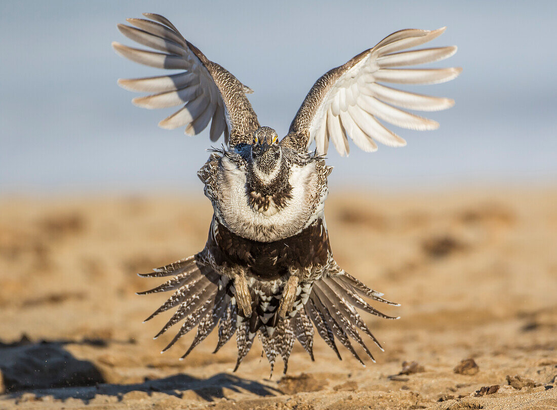 USA, Wyoming, Sublette County, Greater Sage Grouse landet auf einem Lek.