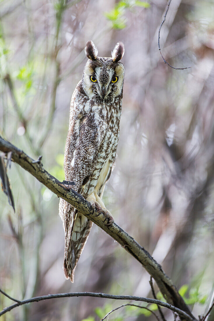 USA, Wyoming, Sublette County, Pinedale, A Male Long-eared Owl roosts in an aspen grove close to it's nest in.