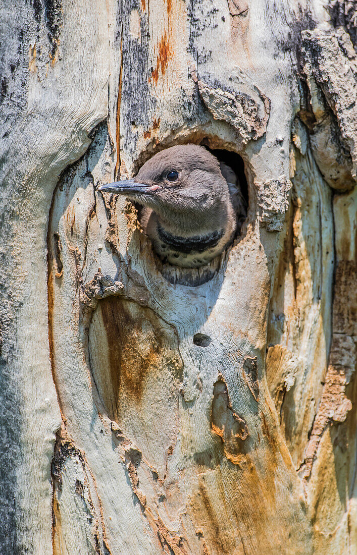 USA, Wyoming, Sublette County, Female Northern Flicker Chick peering out cavity in aspen snag