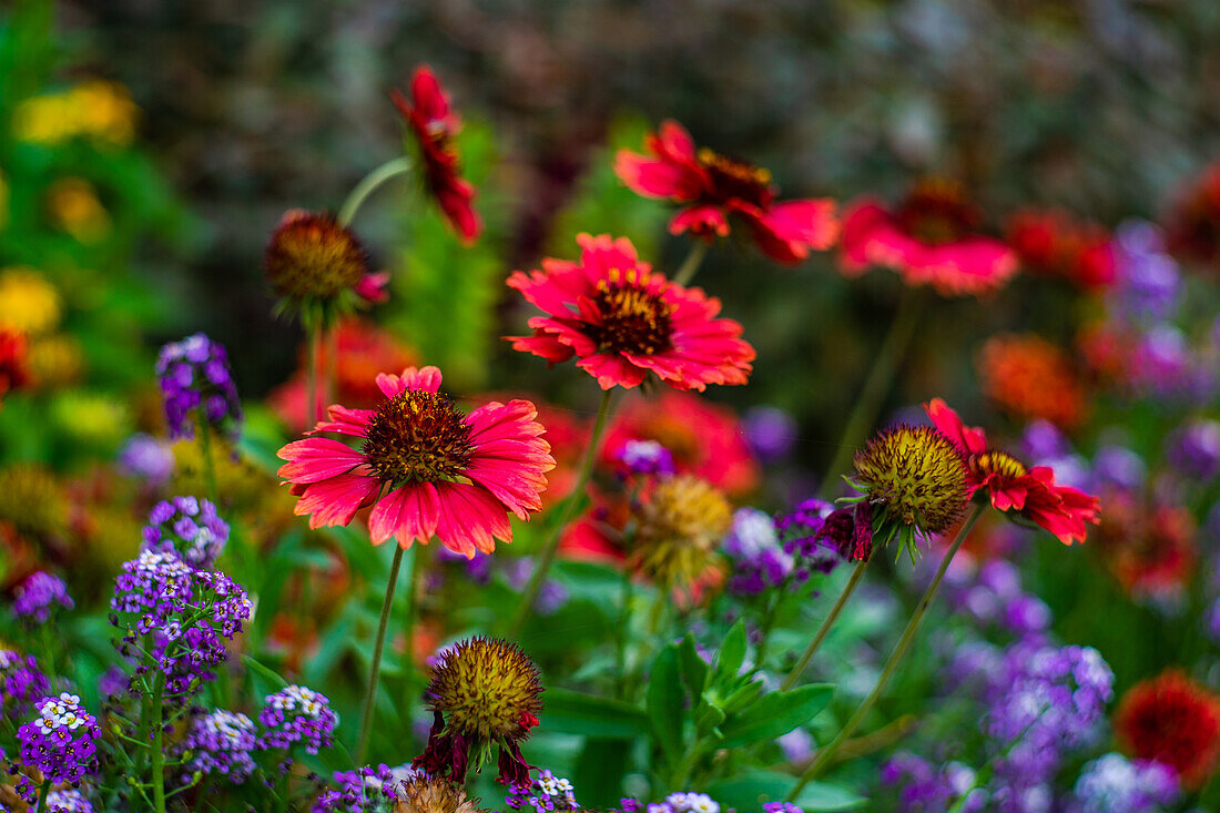 Tall Gold and Burgundy Coreopsis Tinctoria Wildflowers in the autumnal garden