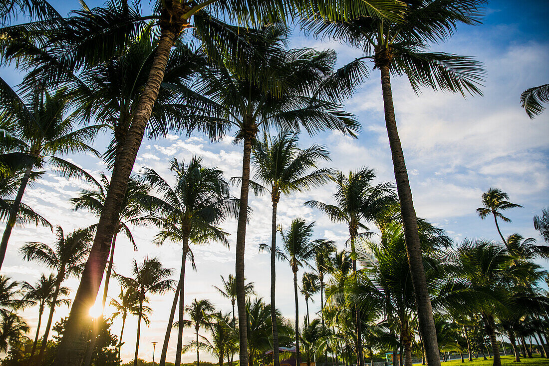 Palm trees at sunrise on Miami Beach, Florida, USA