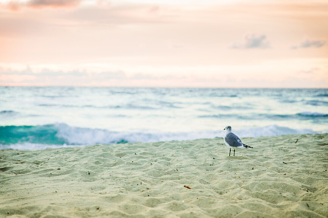 Seagull at sunrise on Miami Beach, Florida, USA