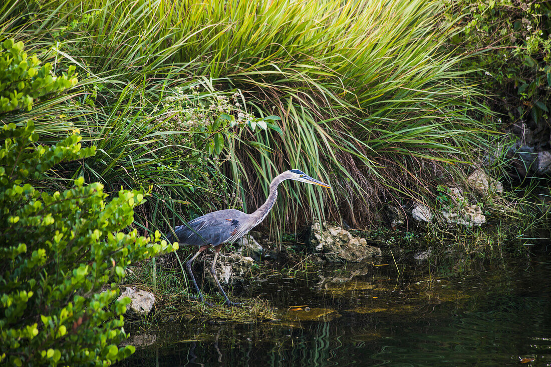 Reiher im Nationalpark Everglades, Florida, USA