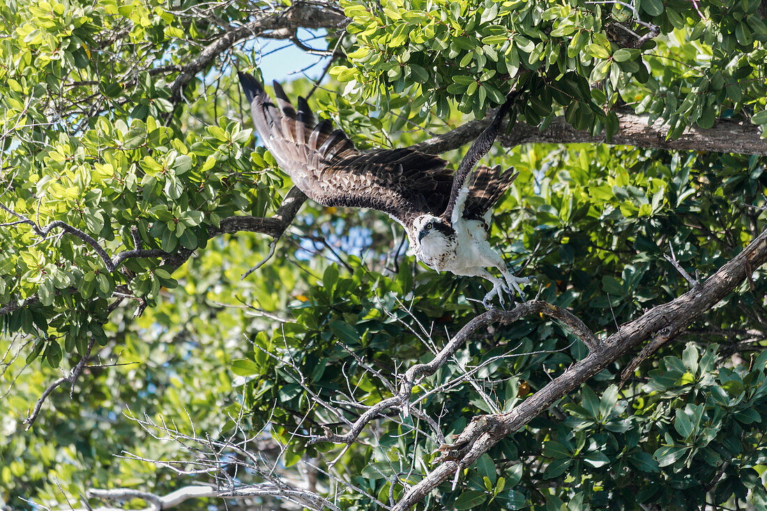 Adler im Nationalpark Everglades, Florida, USA