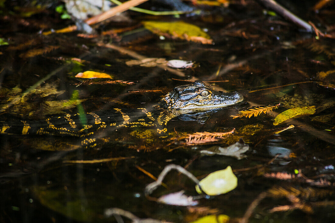 Young crocodile in the Everglades, Florida, USA