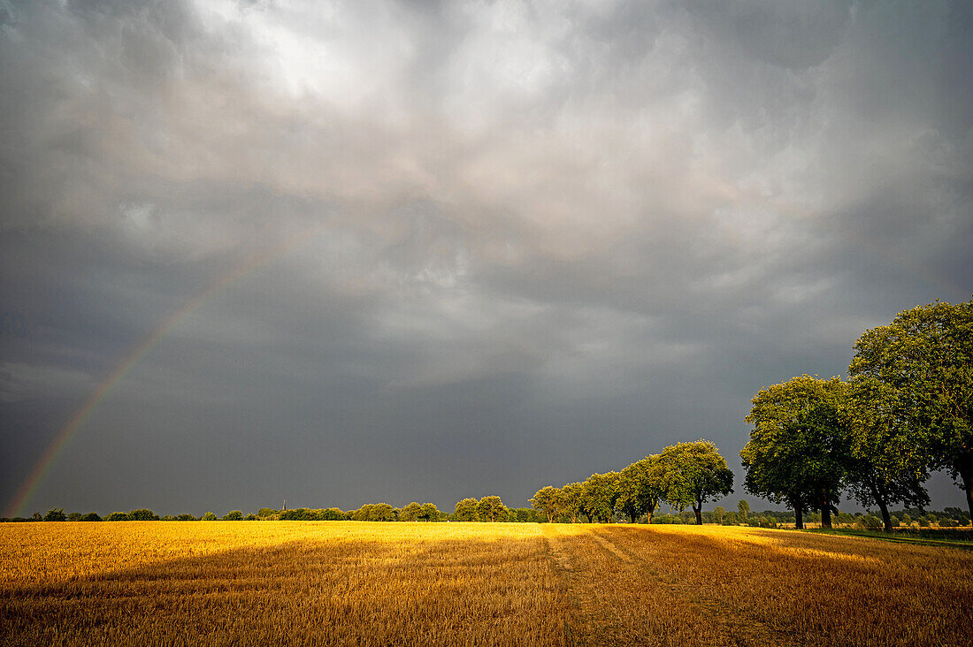 Rainbow over a worn out wheat field