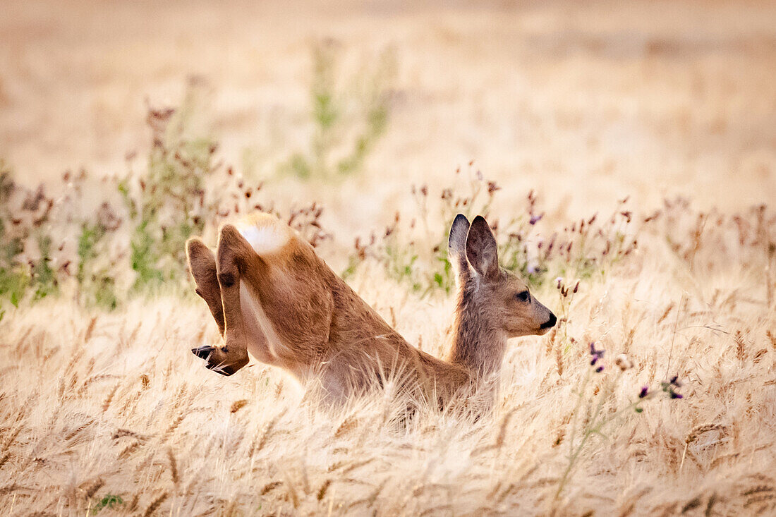 Rehkitz auf dem Sprung im Haferfeld