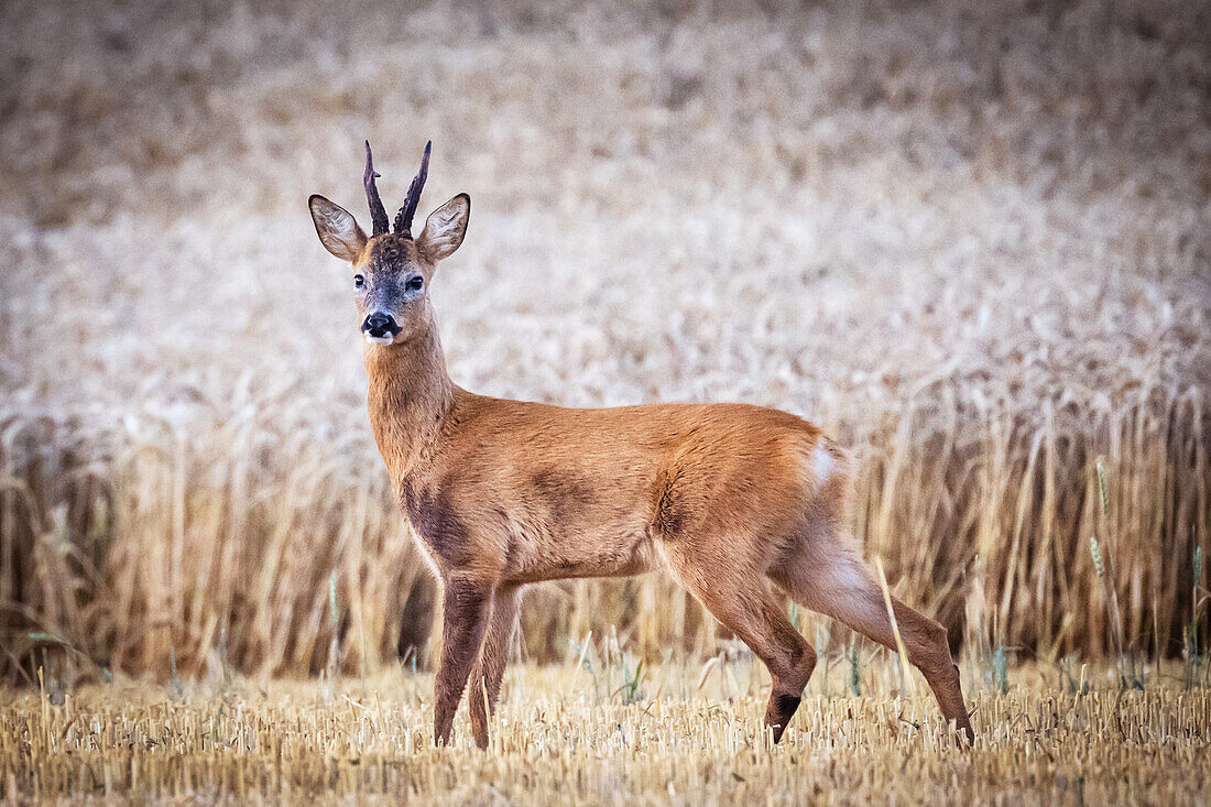 Roebuck stands across a field of wheat