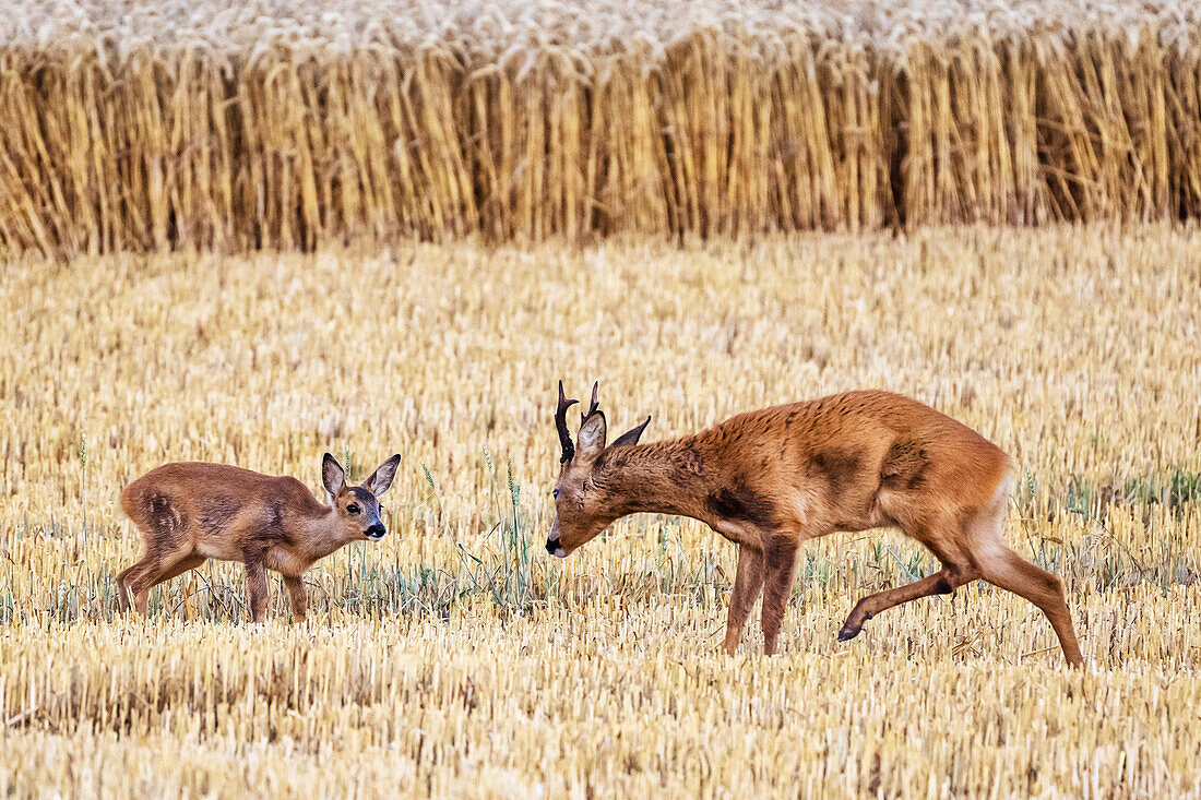 Roebuck and fawn in a wheat field
