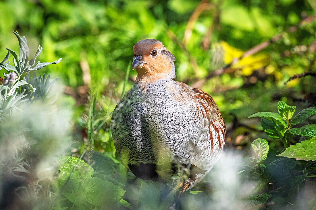 Young partridge in natural environment, gray partridge, gallinaceous bird