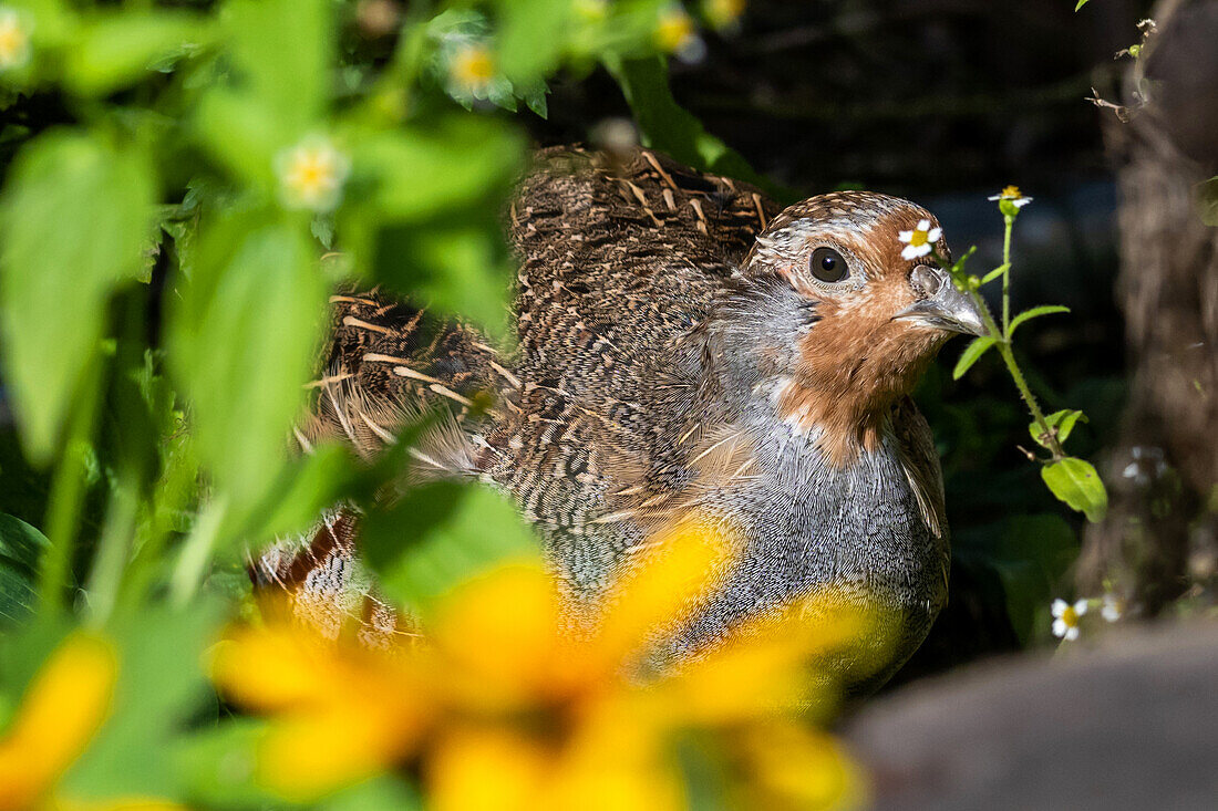 Young partridge in an autumn setting, partridge, chicken bird