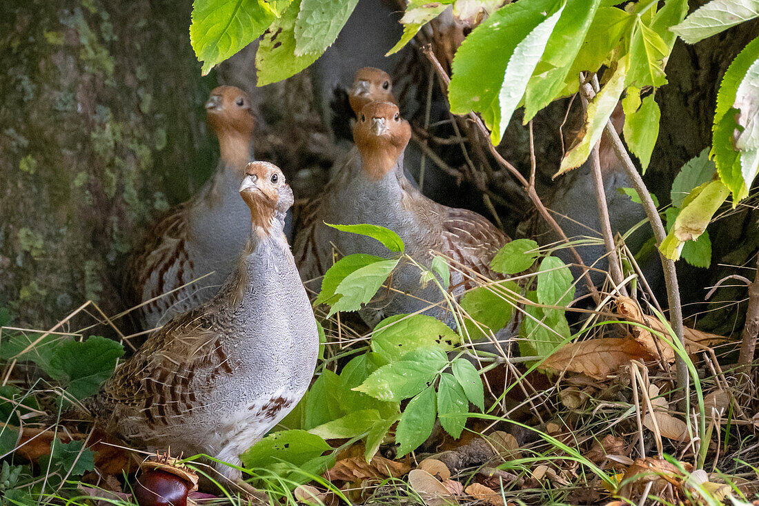 Junge Rebhühner in herbstlicher Umgebeung in ihrem Lebensraum Knick, Rebhuhn, Hühnervogel