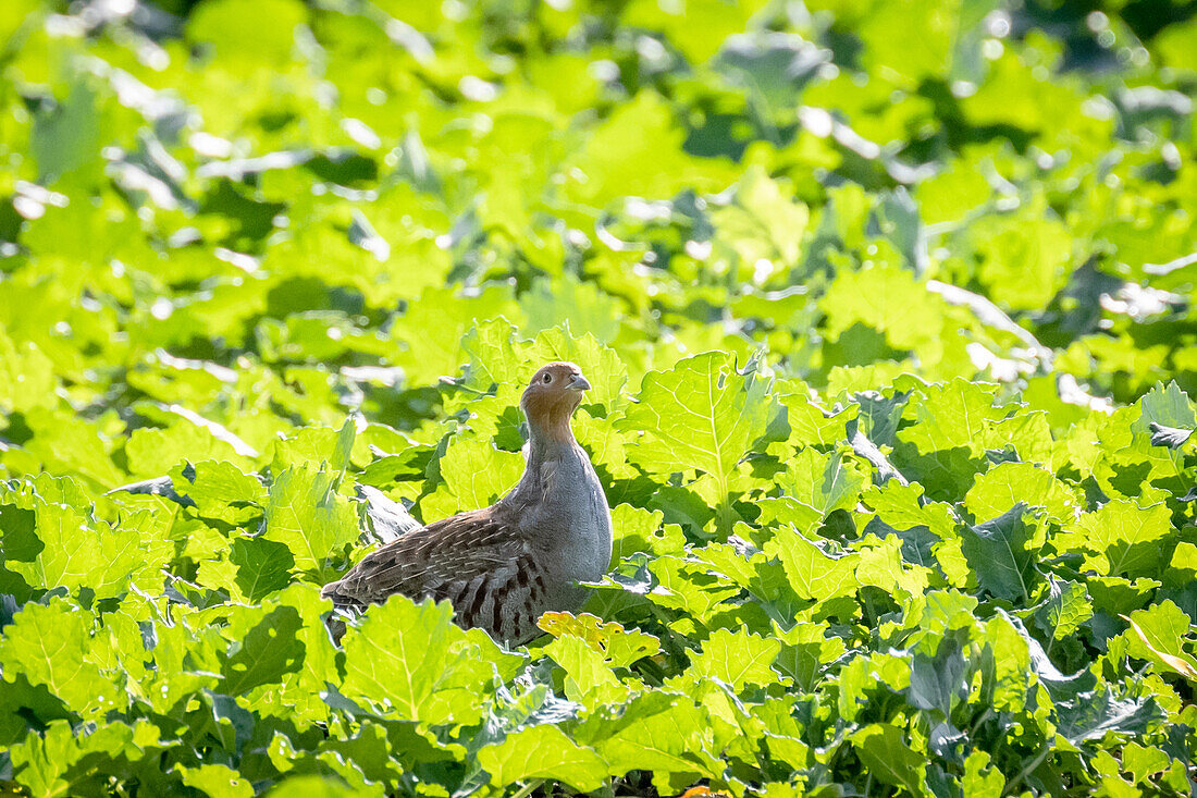 Young partridges in rape at autumn time, partridge, chicken bird