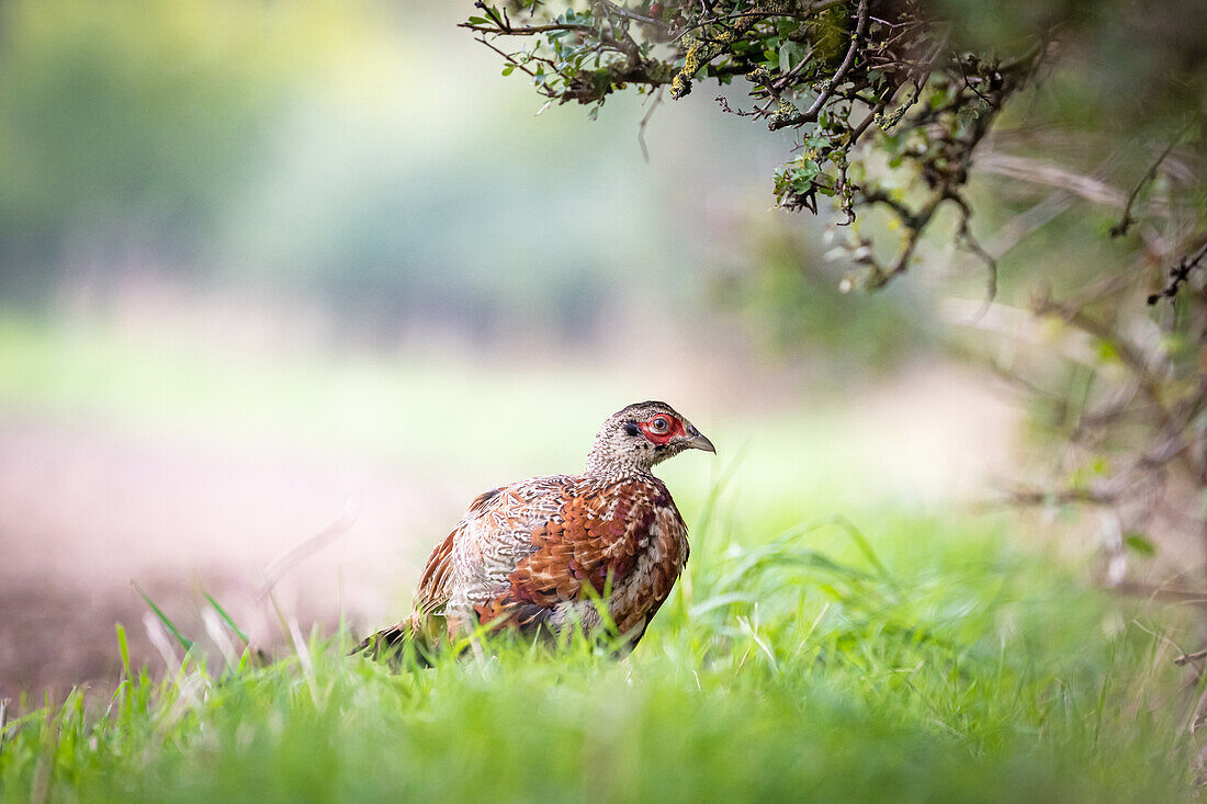 Young pheasant rooster at the edge of the field, pheasant, field, animal