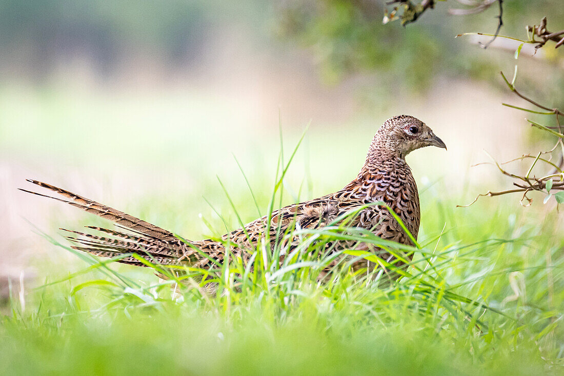 pheasant hen at the edge of the field, pheasant, edge of the field, field, animal,