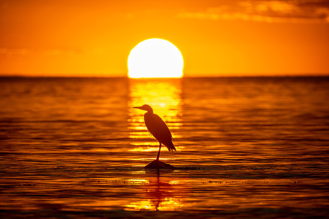 A heron sits on a stone in the Baltic Sea at sunset, Baltic Sea, Ostholstein, Schleswig-Holstein