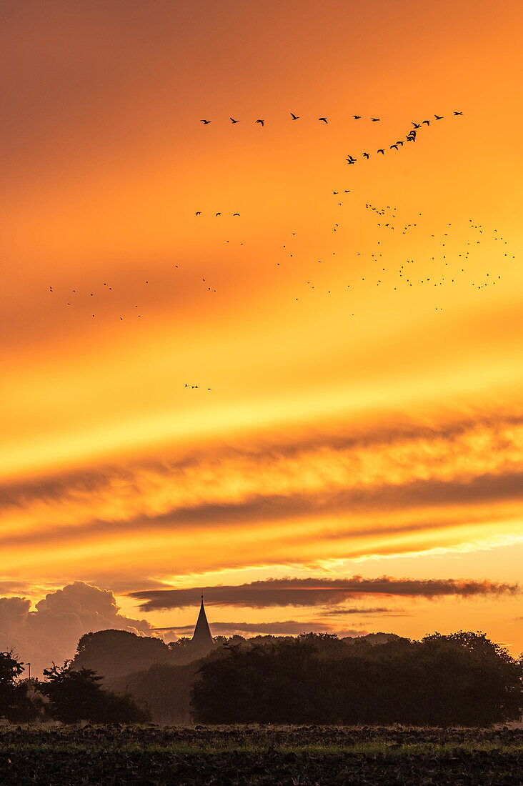 Sonnenaufgang mit Zugvögel in Neukirchen in Ostholstein, Schleswig-Holstein, Deutschland