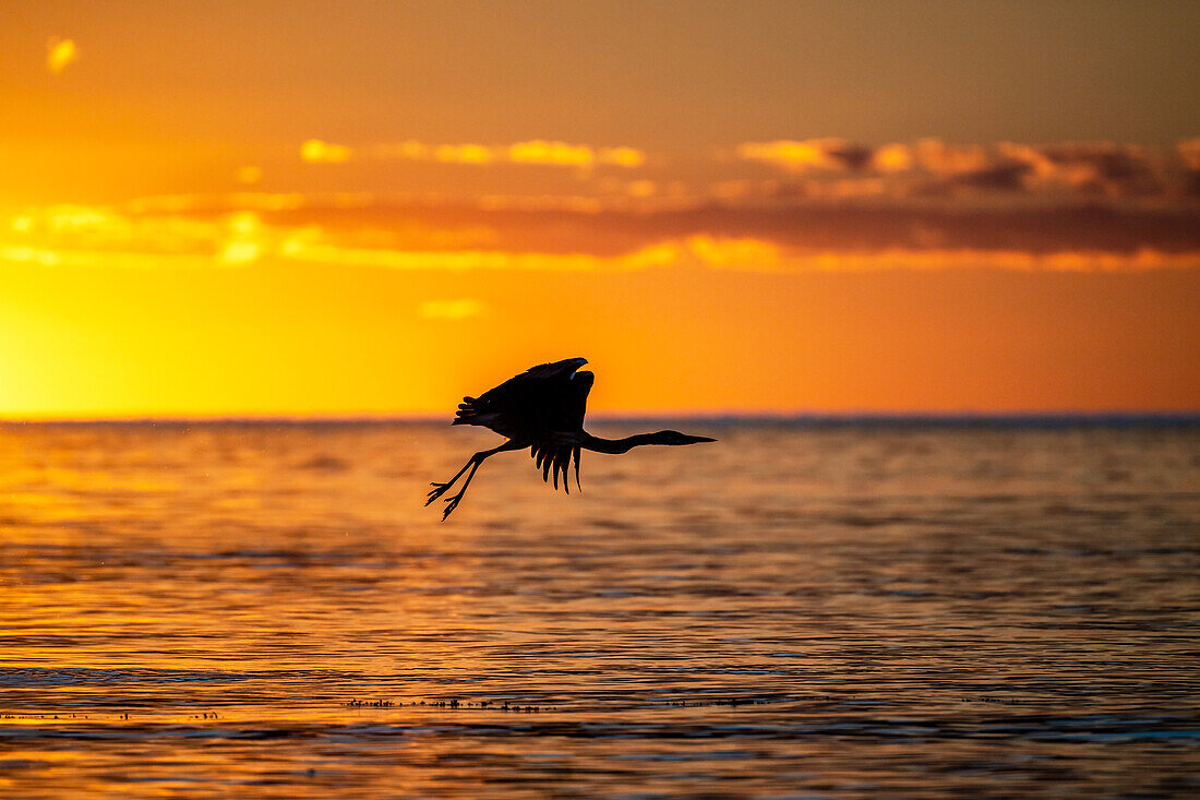 Herons in flight over the Baltic Sea at sunset, Baltic Sea, Ostholstein, Schleswig-Holstein