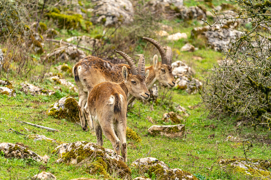 Iberian ibex Capra pyrenaica in El Torcal nature reserve near Antequera, Andalusia, Spain