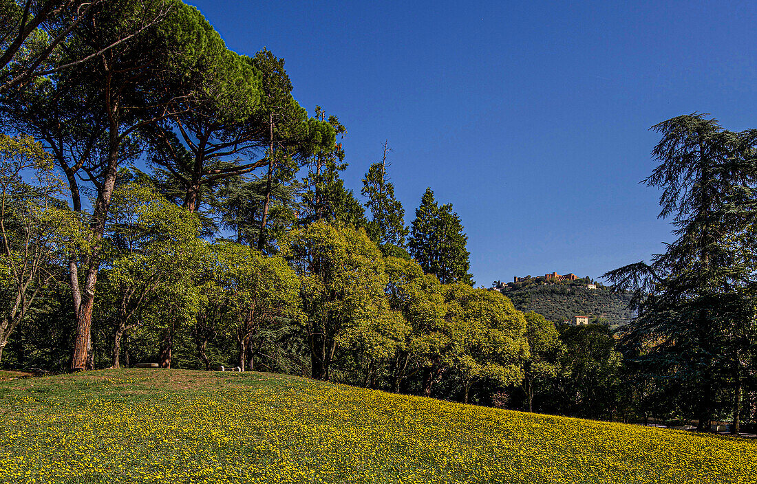 Wiese mit Wildblumen, Parco Termale, im Hintergrund  Bergdorf Montecatini Alto, Montecatine Terme, Toskana, Italien