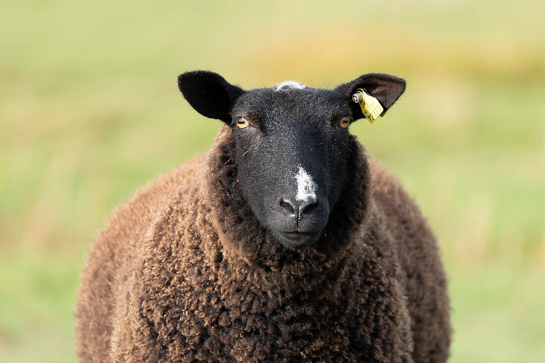 Schaf auf der Insel Mandø, einzige Gezeiteninsel, Wattenmeer, Nationalpark Vadehavet, Mandø, Süddänemark, Dänemark