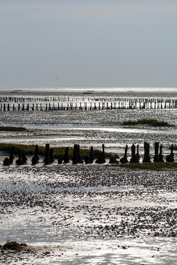 Breakwater, groynes in the Wadden Sea, Mandø Island, Denmark&39;s only tidal island, Vadehavet National Park, Mandø, Syddanmark, Denmark