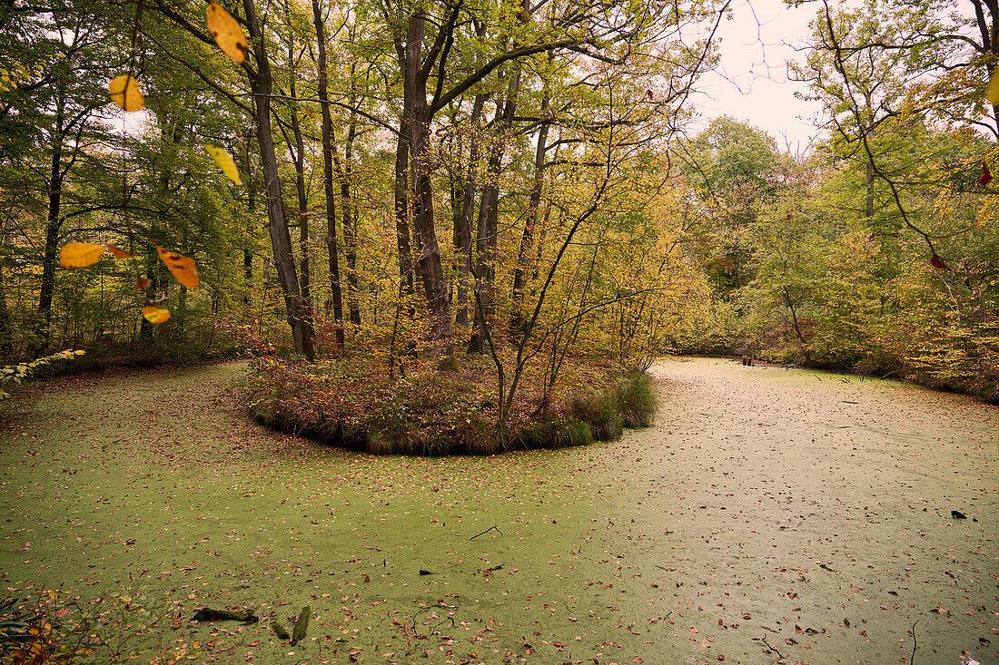 Herbstwald auf dem Apllinariaberg, Remagen, Rheinland-Pfalz, Deutschland
