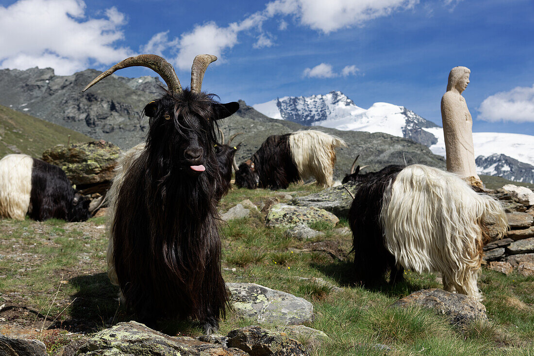 Walliser Schwarzhalsziegen an der Taeschhuette, Mattertal, Wallis, Schweiz.