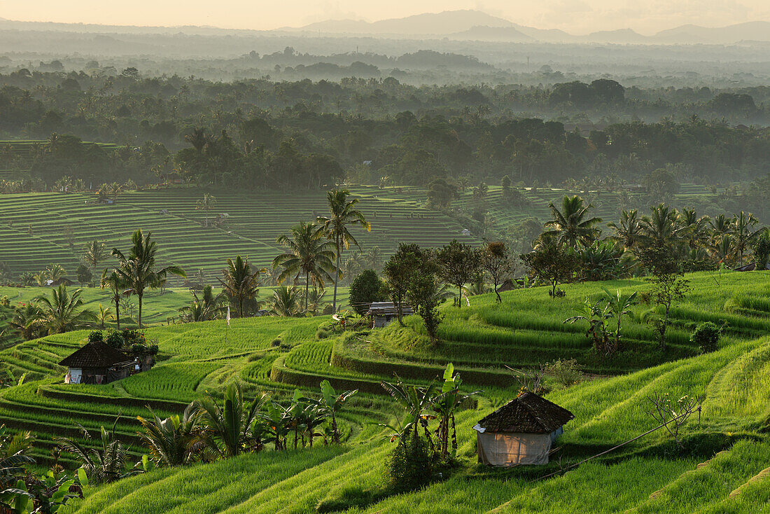 Reisfelder bei Jatiluwih, Bali, Indonesien, Asien