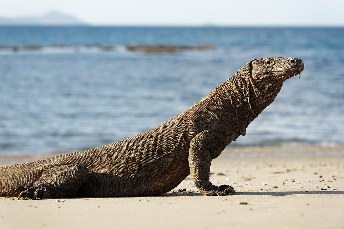 Komodowaran auf der Insel Komodo, Indonesien.