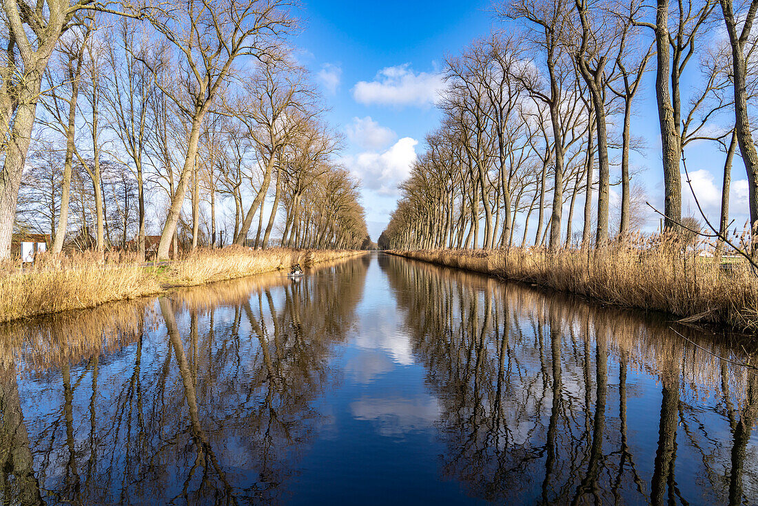 Allee am Damme Kanal in Damme, Westflandern, Belgien, Europa 