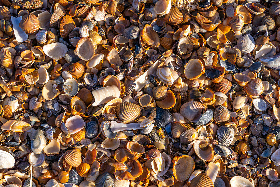 Muscheln im Naturschutzgebiet Het Zwin an der Nordsee  