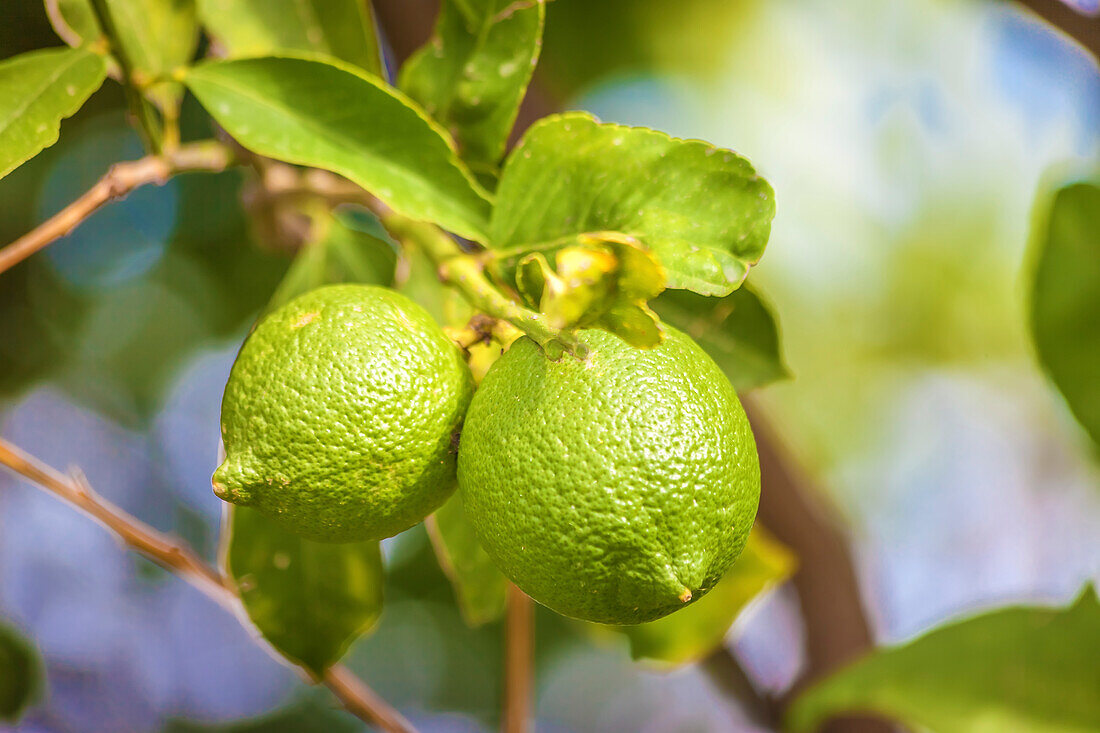 Lemons on the tree, Ischia Island, Gulf of Naples, Campania, Italy