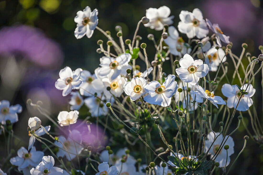 White anemones in the Jardins de Pays d`Auge, Cambremer, Calvados, Normandy, France