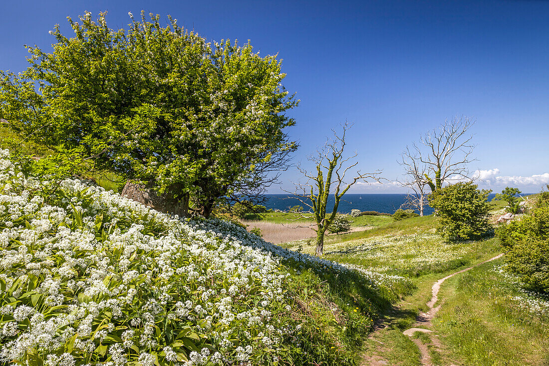 Naturschutzgebiet bei Hammershus auf Bornholm, Dänemark