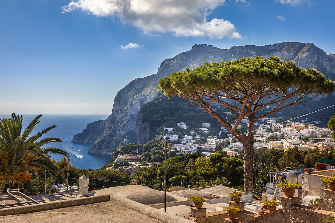 Schirmpinie im Ort Capri, Capri, Golf von Neapel, Kampanien, Italien