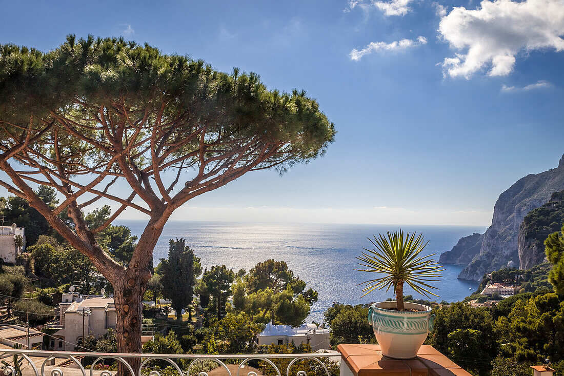 Umbrella pine in the town of Capri, Capri, Gulf of Naples, Campania, Italy