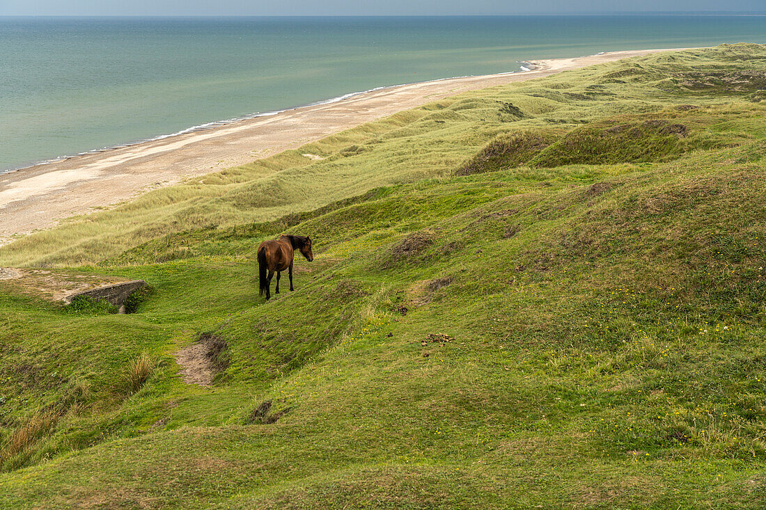 Horses in the Svinklovene dunes at Jammerbugte, Fjerritslev, Denmark, Europe