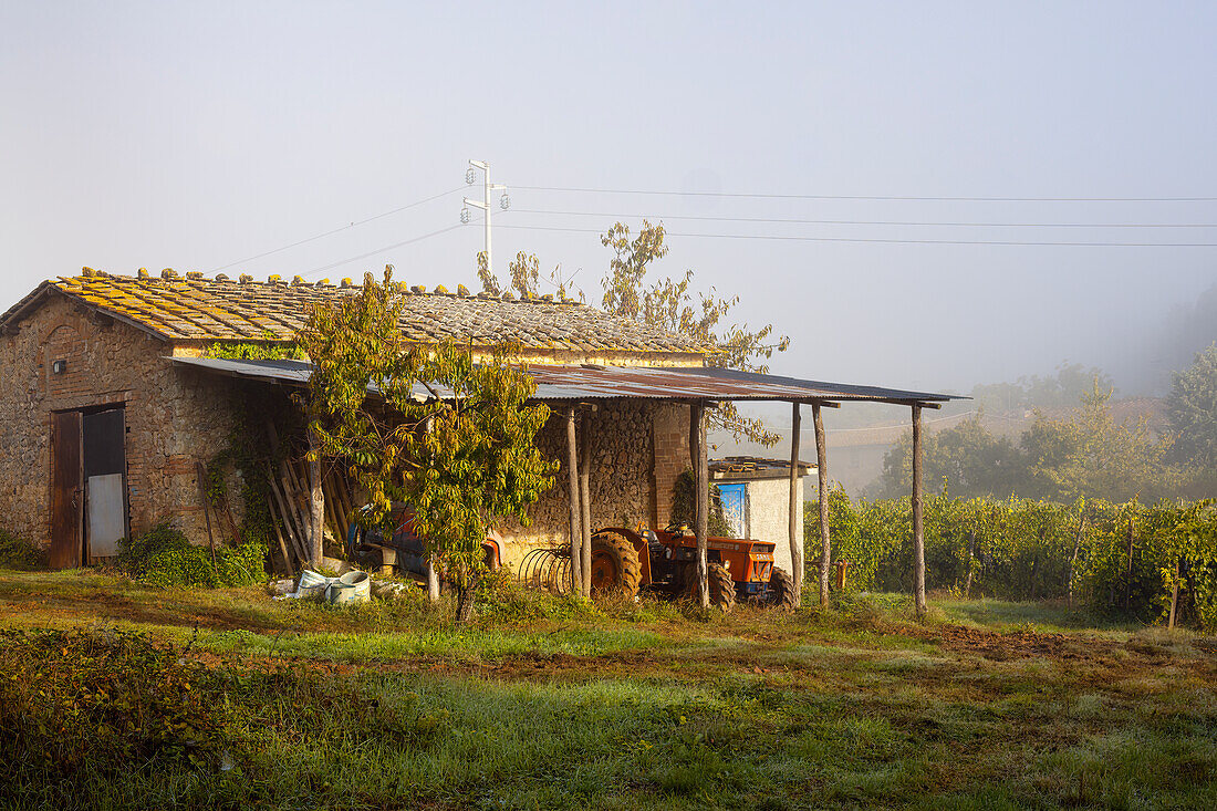 Tool shed near Monteriggioni in the morning mist, Province of Siena, Tuscany, Italy, Europe