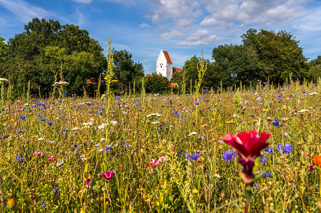 Colorful flower meadow in front of the church of Elmelunde, Mon island, Denmark, Europe